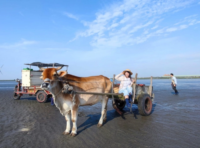 王功潮間帶牛車 王功潮間帶牛車