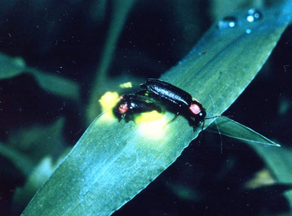 台灣螢火蟲種類 台灣螢火蟲種類
