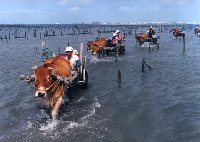 芳苑王功牛車體驗 芳苑王功牛車體驗