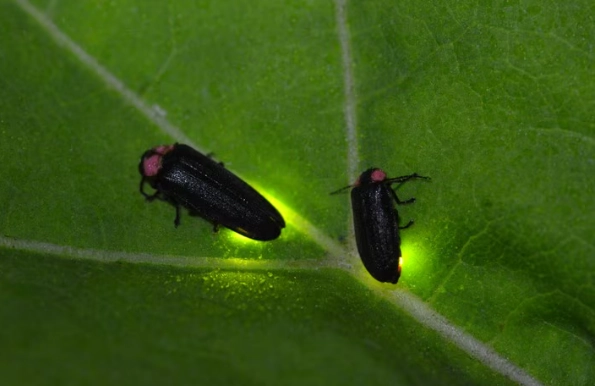 螢火蟲觀察地點 螢火蟲觀察地點