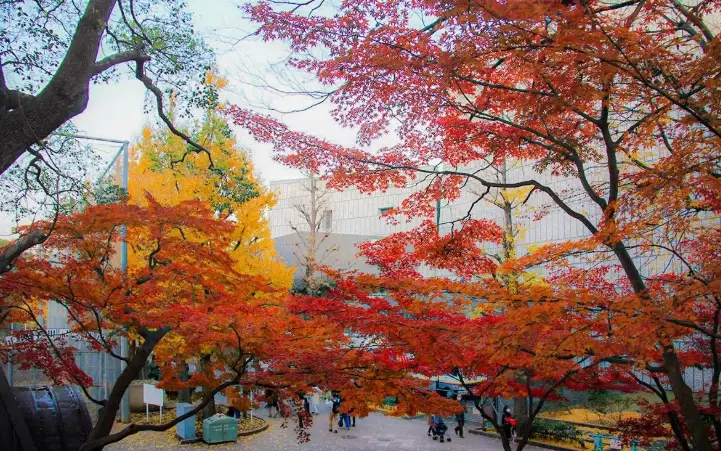 上野公園楓葉 上野公園楓葉