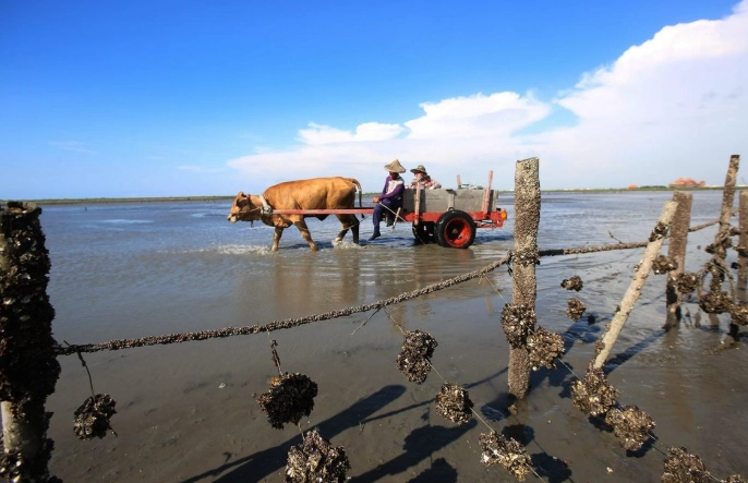芳苑濕地潮間帶