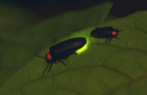 螢火蟲觀察地點 螢火蟲觀察地點