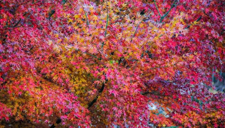 上野公園楓葉 上野公園楓葉