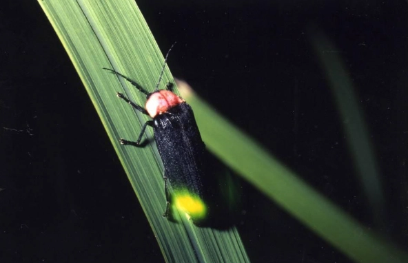 台灣螢火蟲種類 台灣螢火蟲種類