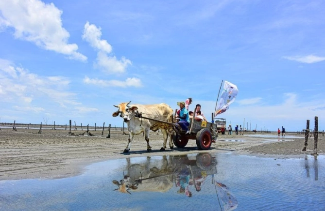 王功潮間帶牛車 王功潮間帶牛車