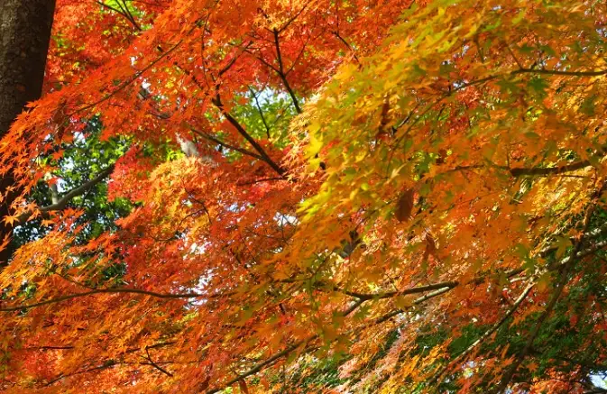 上野恩賜公園紅葉 上野恩賜公園紅葉