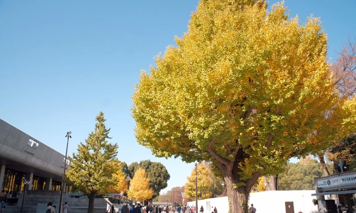 上野恩賜公園紅葉 上野恩賜公園紅葉