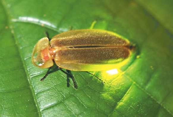 台灣螢火蟲種類 台灣螢火蟲種類