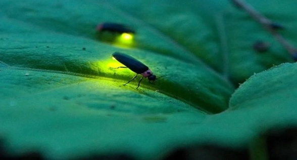 台灣螢火蟲種類 台灣螢火蟲種類