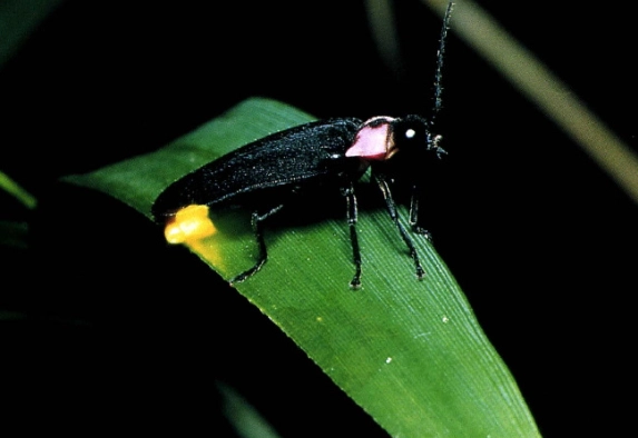 螢火蟲觀察地點 螢火蟲觀察地點