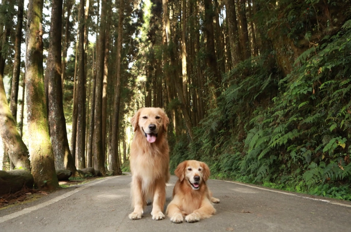帶狗旅遊南投