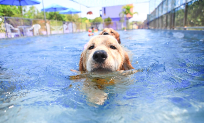宜蘭寵物友善游泳池