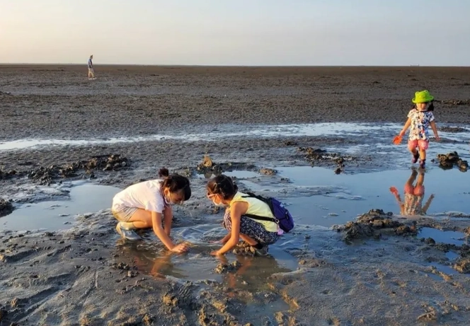 王功挖蛤蜊體驗