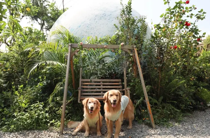 南投寵物友善景點全攻略：帶毛孩暢遊山林湖景的必備清單