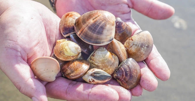 王功挖蛤蜊體驗