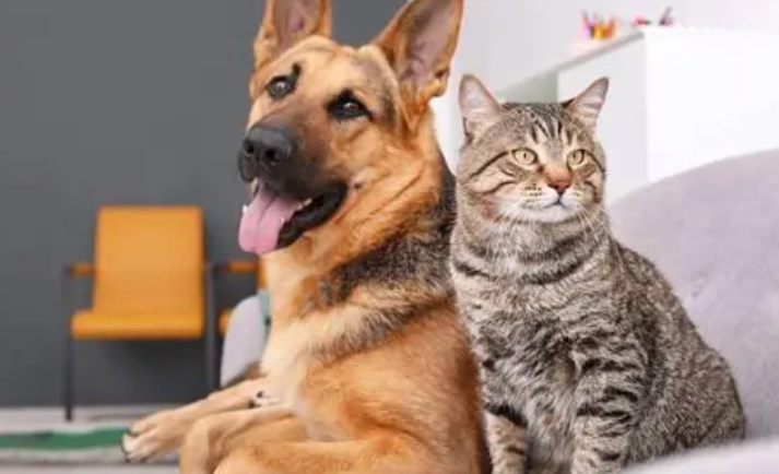 寵物運輸箱要求