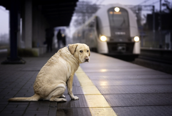 帶寵物搭中國高鐵全攻略：規定、費用與實用技巧一次看懂