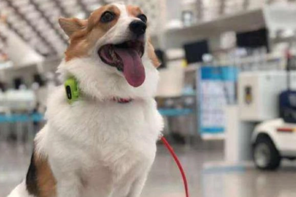 寵物運輸箱要求