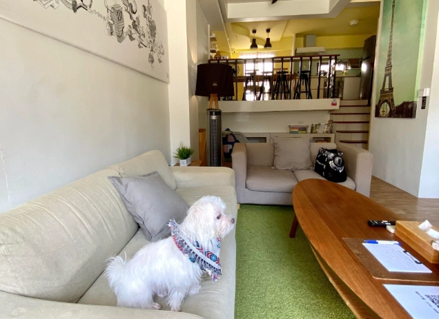 隙頂寵物友善民宿推薦｜帶毛孩入住阿里山茶園民宿的完整指南