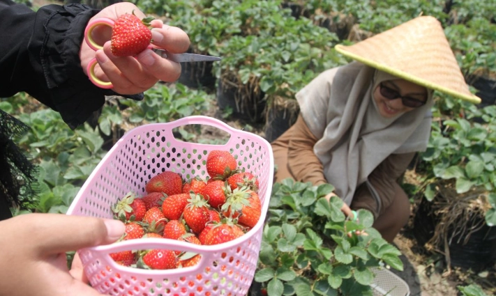 採草莓行程規劃