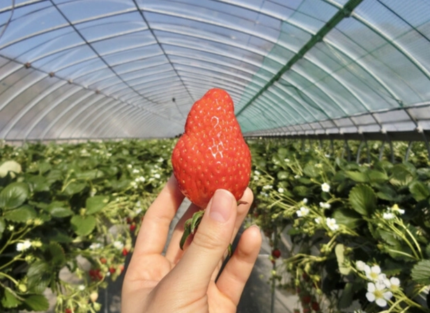 大湖草莓季行程