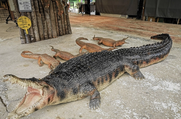 鱷魚博物館 交通