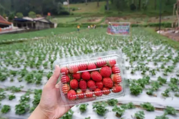 草莓園推薦