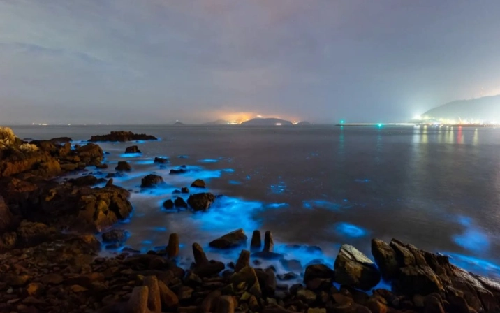 藍眼淚觀賞季節