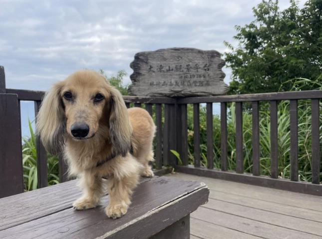 奮起湖寵物住宿