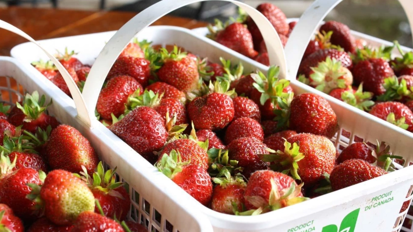 台灣採草莓 台灣採草莓