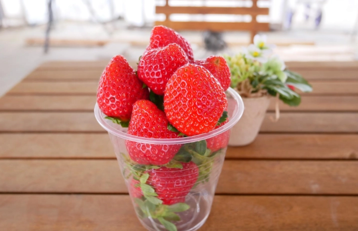 草莓園推薦 草莓園推薦