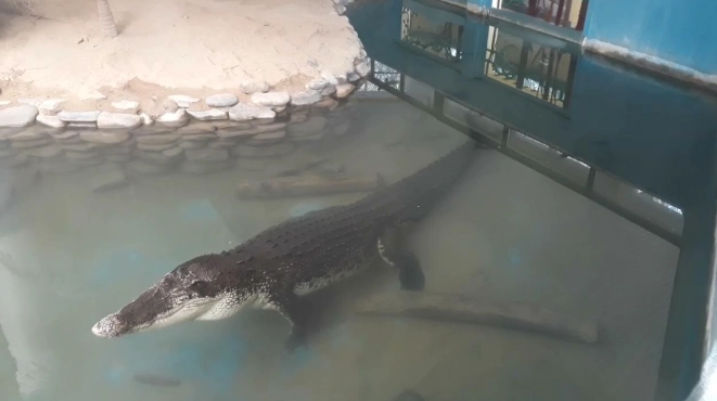 屏東鱷魚博物館全攻略：門票、交通、必看亮點與親子遊玩建議