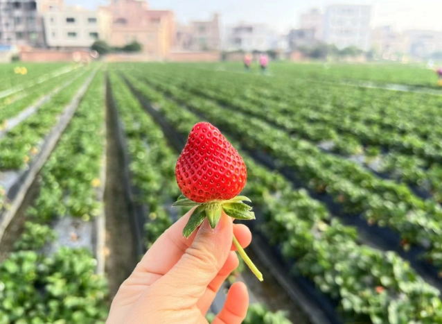 大湖採草莓行程全攻略：避開人潮、採果技巧與一日遊規劃