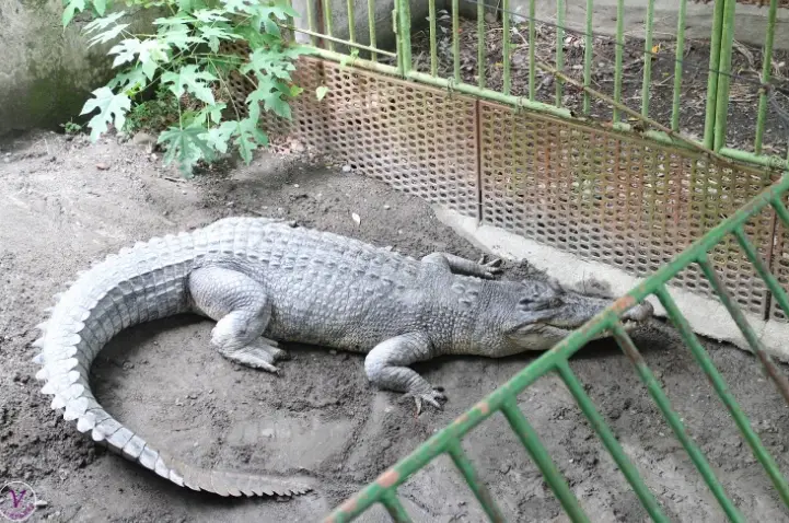 屏東鱷魚博物館 門票