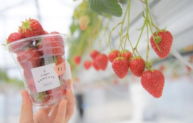 台灣採草莓 台灣採草莓