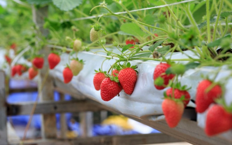 草莓園推薦 草莓園推薦