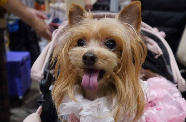 帶毛孩遊奮起湖：寵物友善景點、住宿與交通全攻略