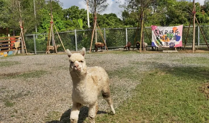 奮起湖寵物住宿