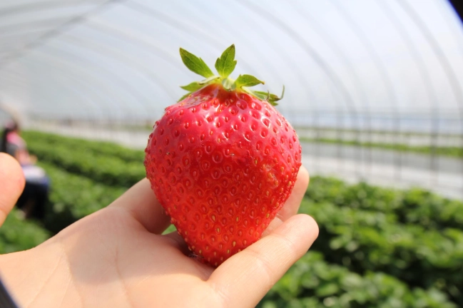 大湖採草莓費用