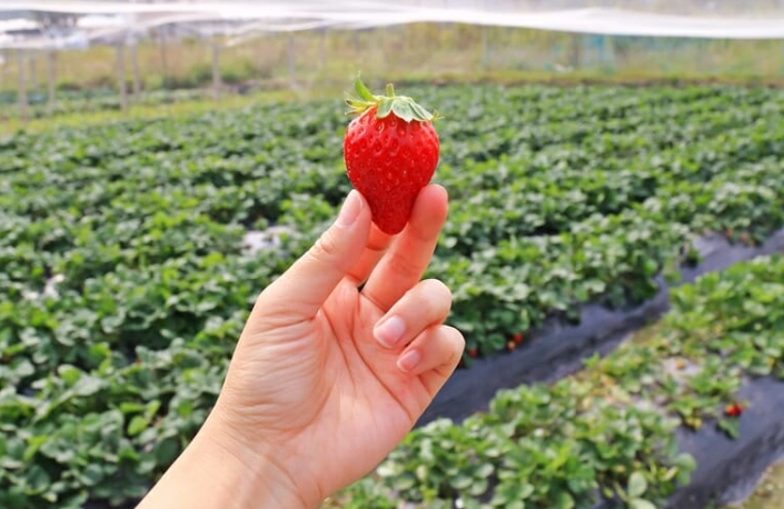 草莓園推薦