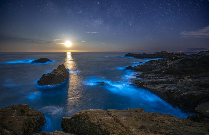 藍眼淚觀賞季節