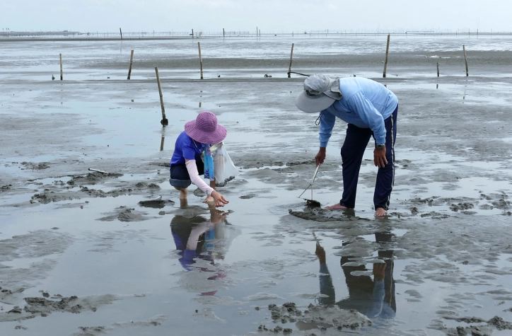 彰化潮間帶旅遊