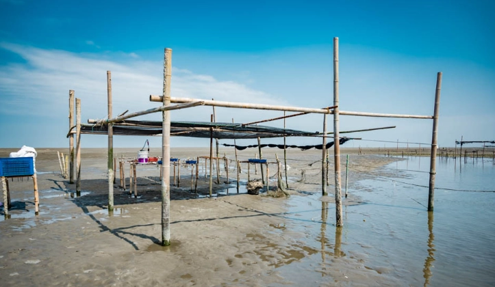 王功漁港採蚵時間