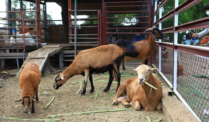 高雄農場一日遊