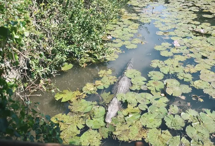 鱷魚生態農場