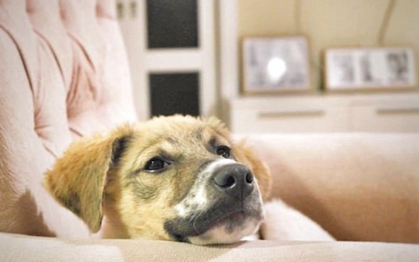 狗狗不吃飯沒精神