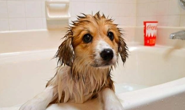 幼犬洗澡注意事項