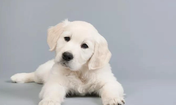 如何測試狗狗信任度