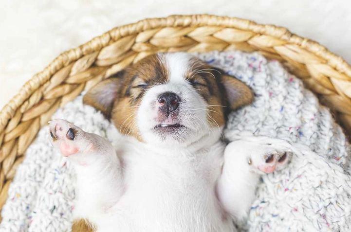 老狗白內障手術